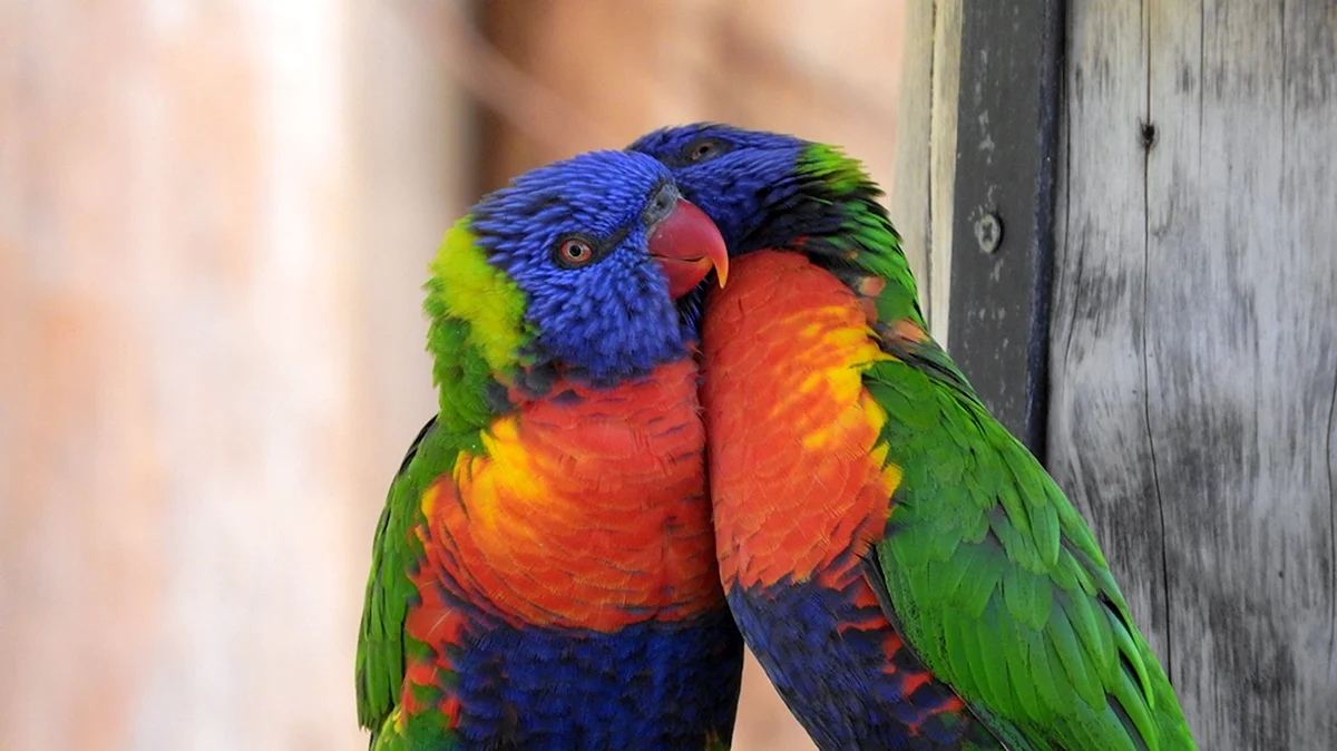 Разноцветный зоопарк. Попугай