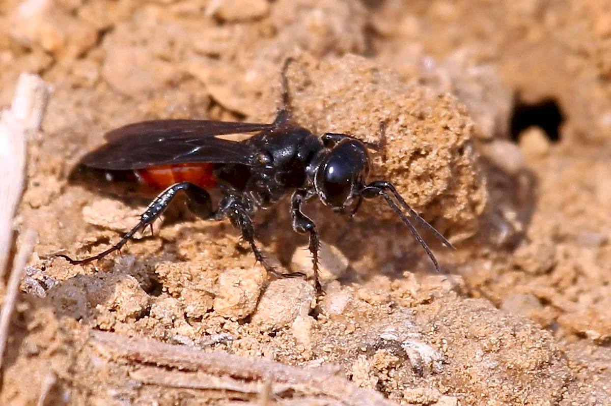 Разновидность летучих муравьев