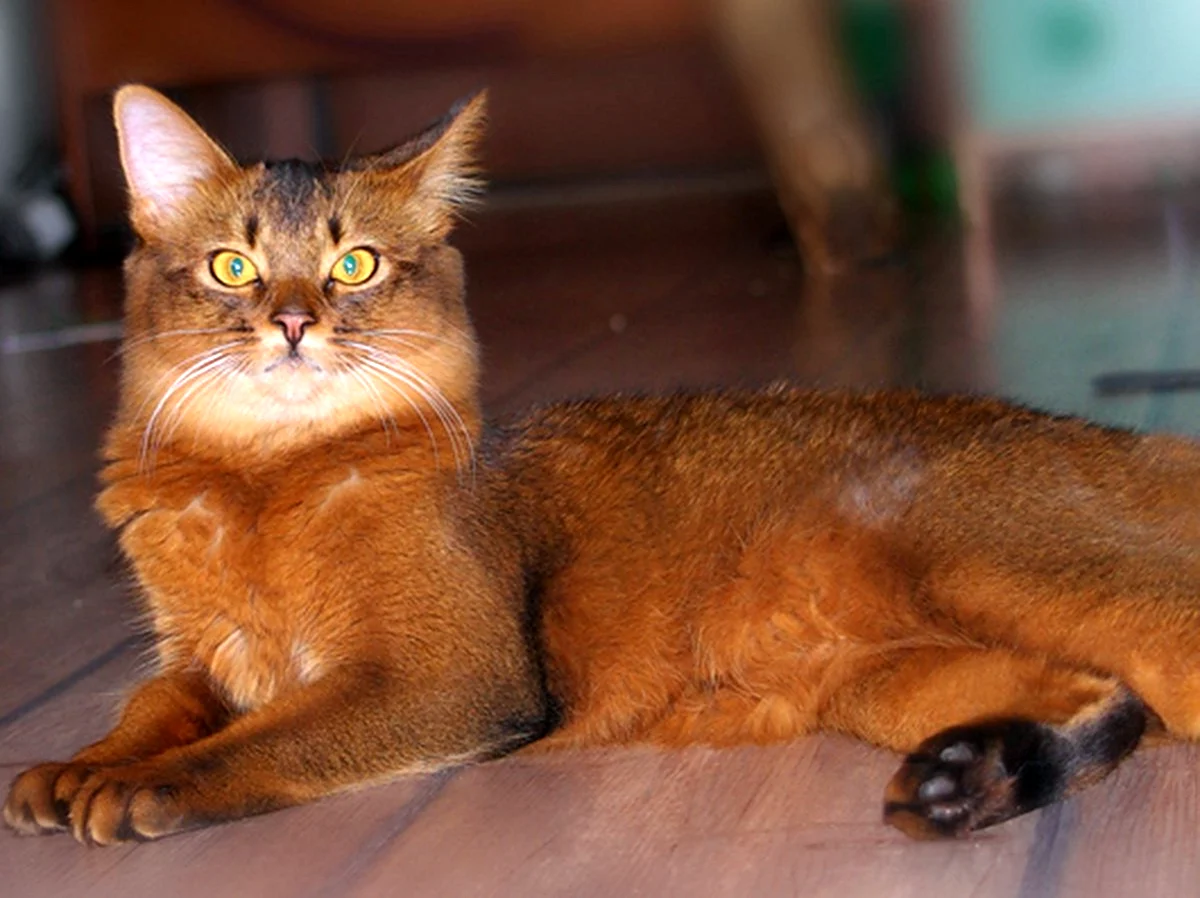Ред Сорель Сомалийская кошка