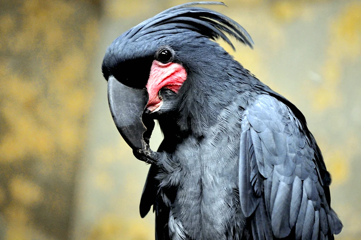 Редкий черный попугай