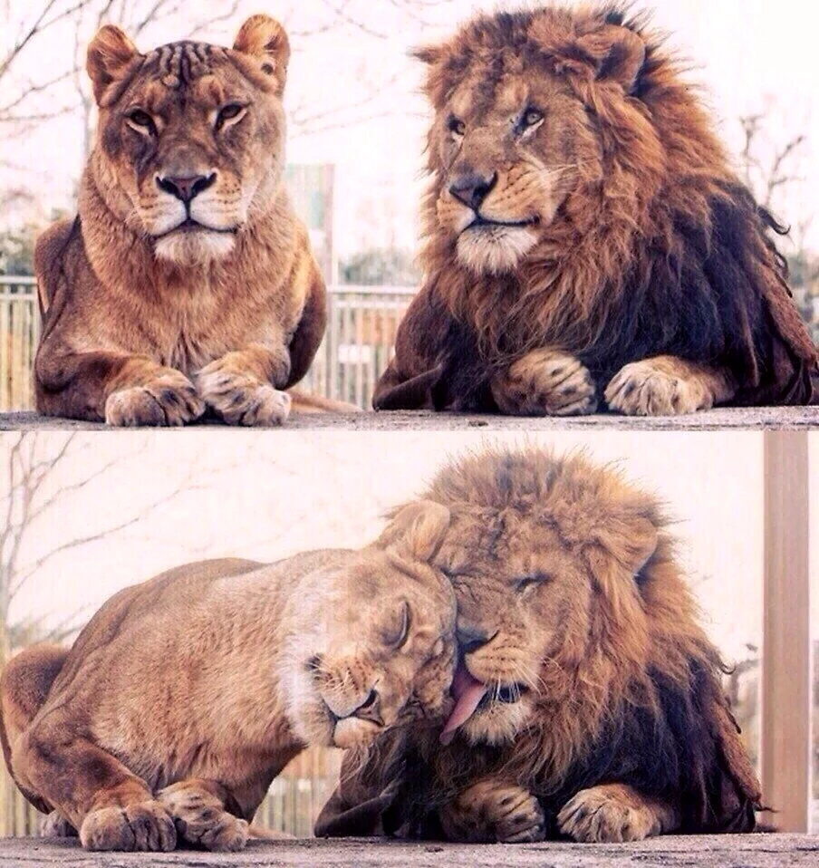Ревнивый Лев