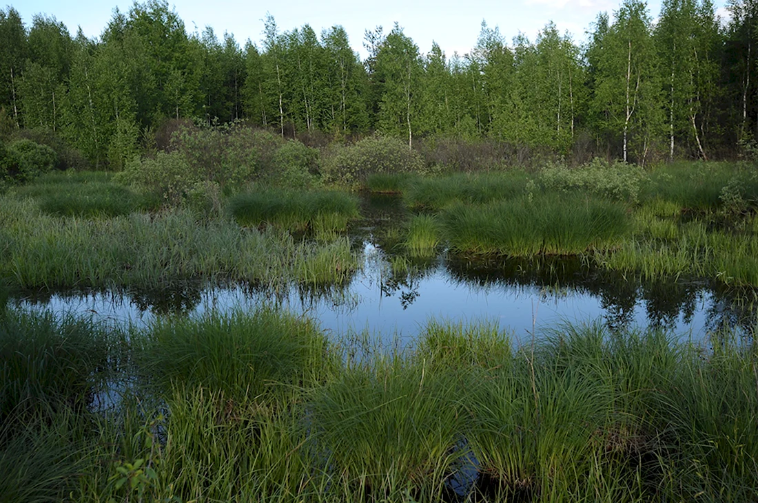 Рязань болото