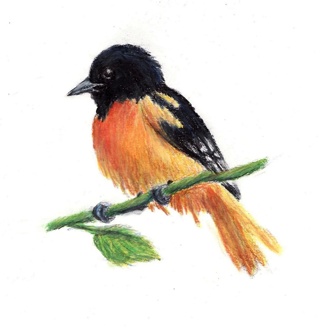 Рисование птиц цветными карандашами для детей