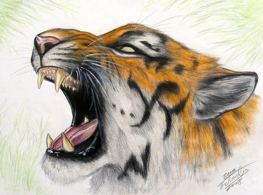 Рисунки карандашом тигра рычащего