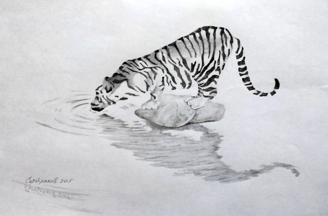 Рисунки красиво в воде тигр карандашом