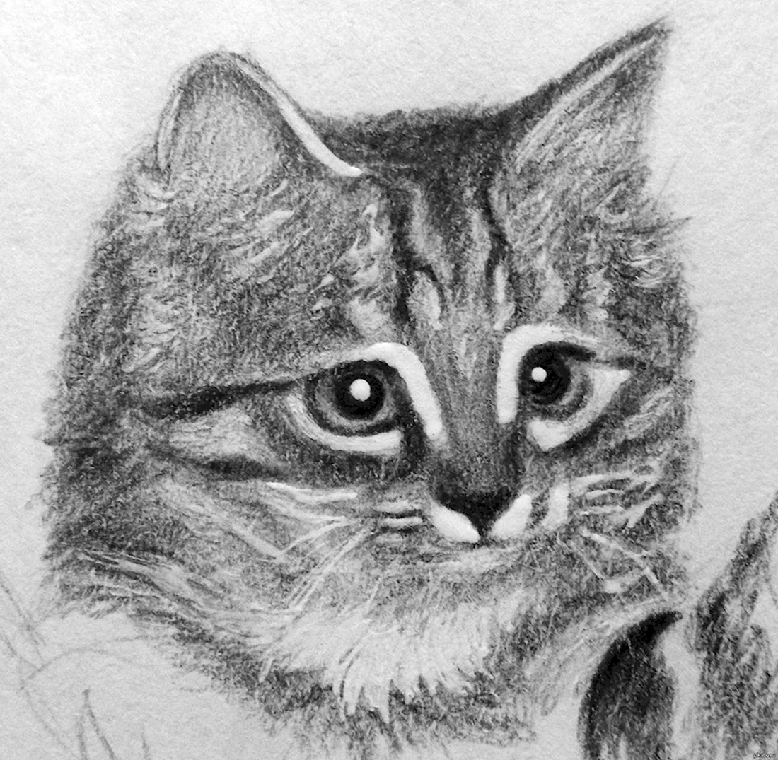 Рисунок карандашом умного котика