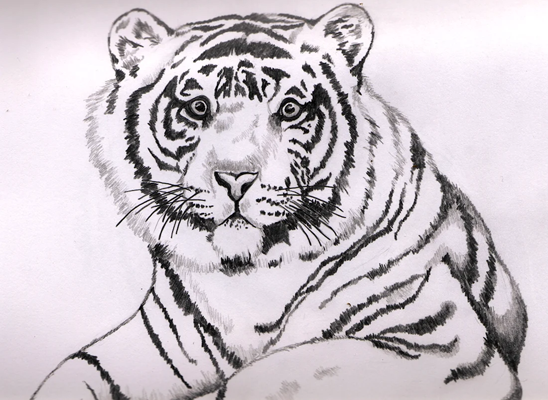 Рисунок тигра черно белый