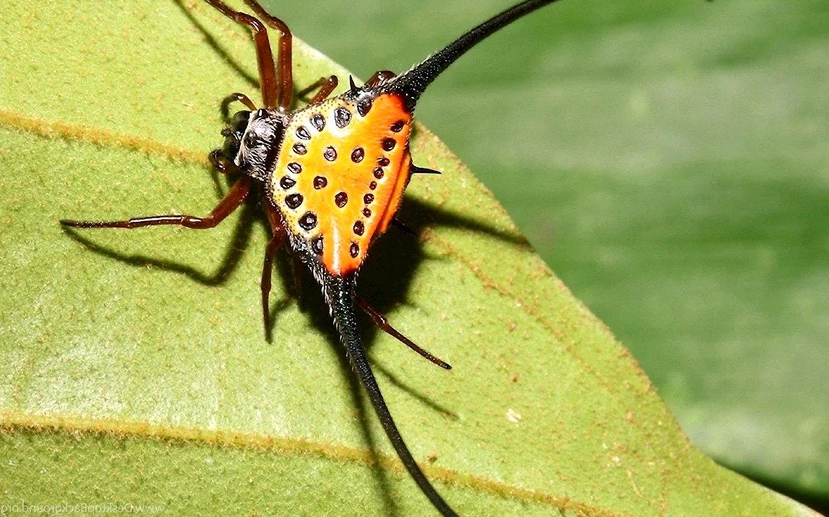 Рогатый паук Gasteracantha arcuata