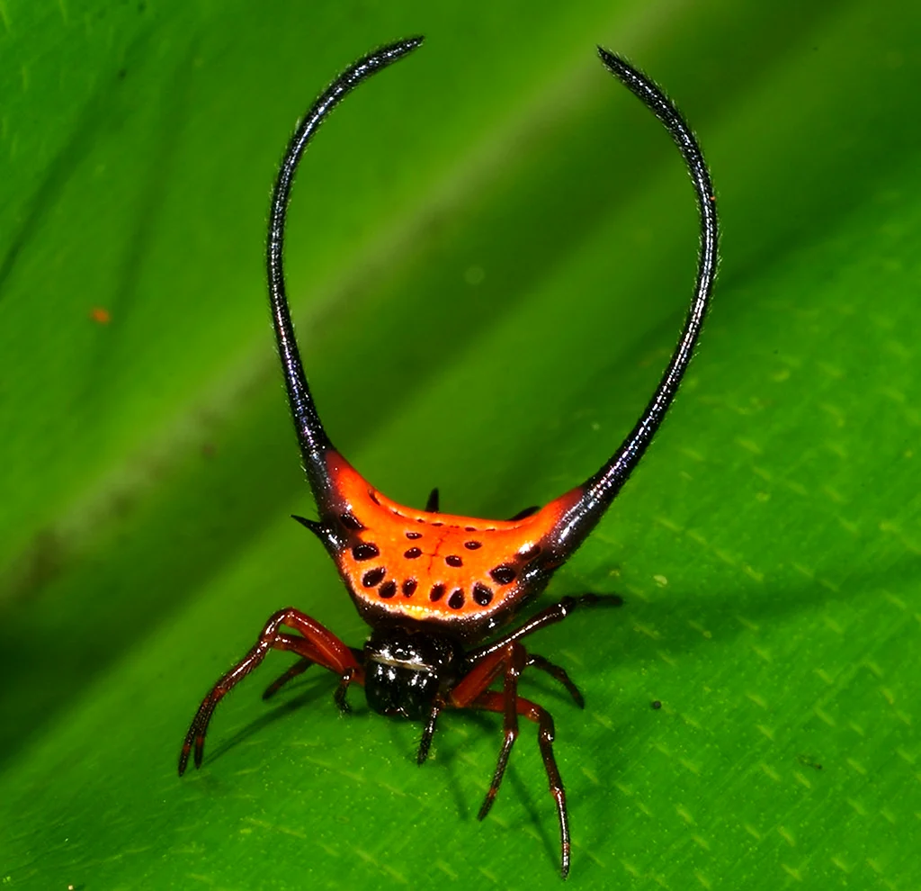 Рогатый паук Gasteracantha arcuata