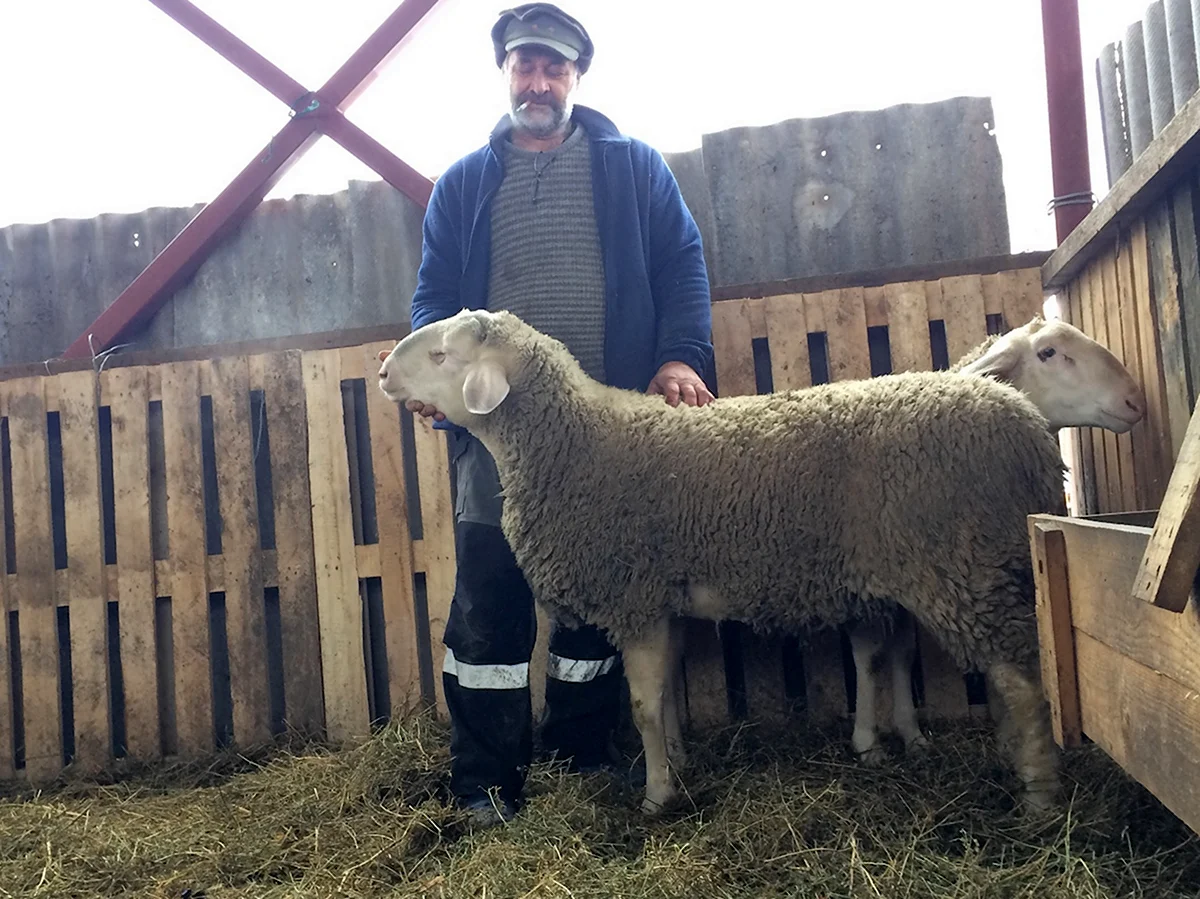 Ромни марш Куйбышевская порода овец