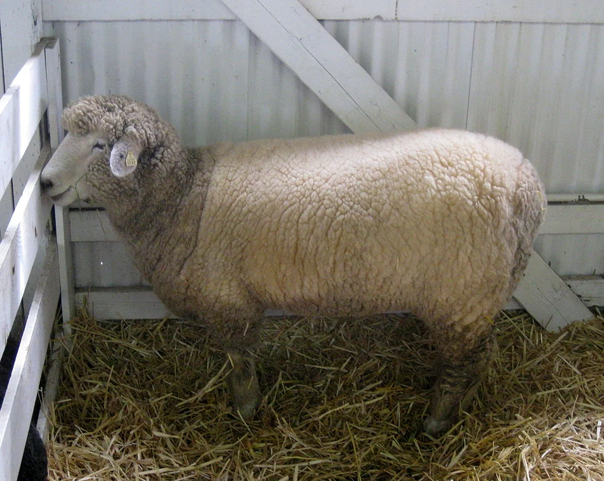 Ромни-марш порода овец
