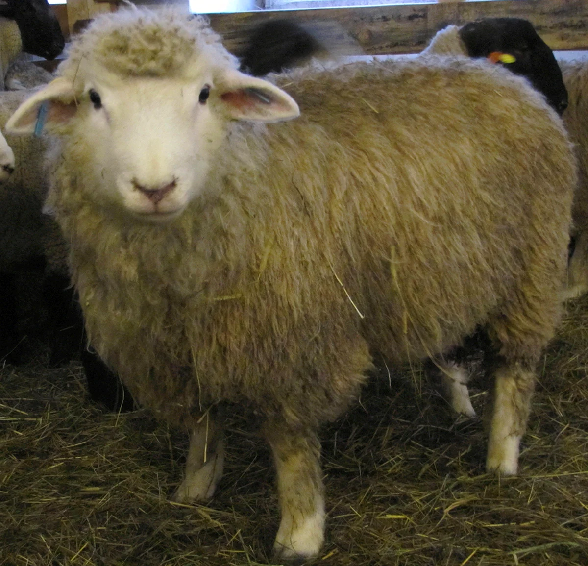 Ромни-марш порода овец