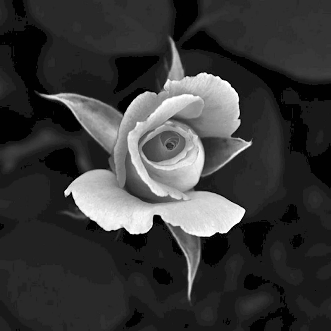 Роза черно белая