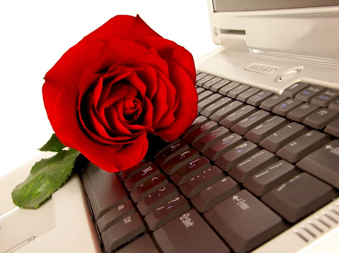 Роза на клавиатуре