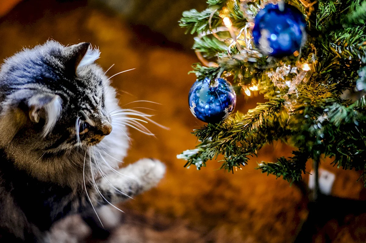 Рождественский кот