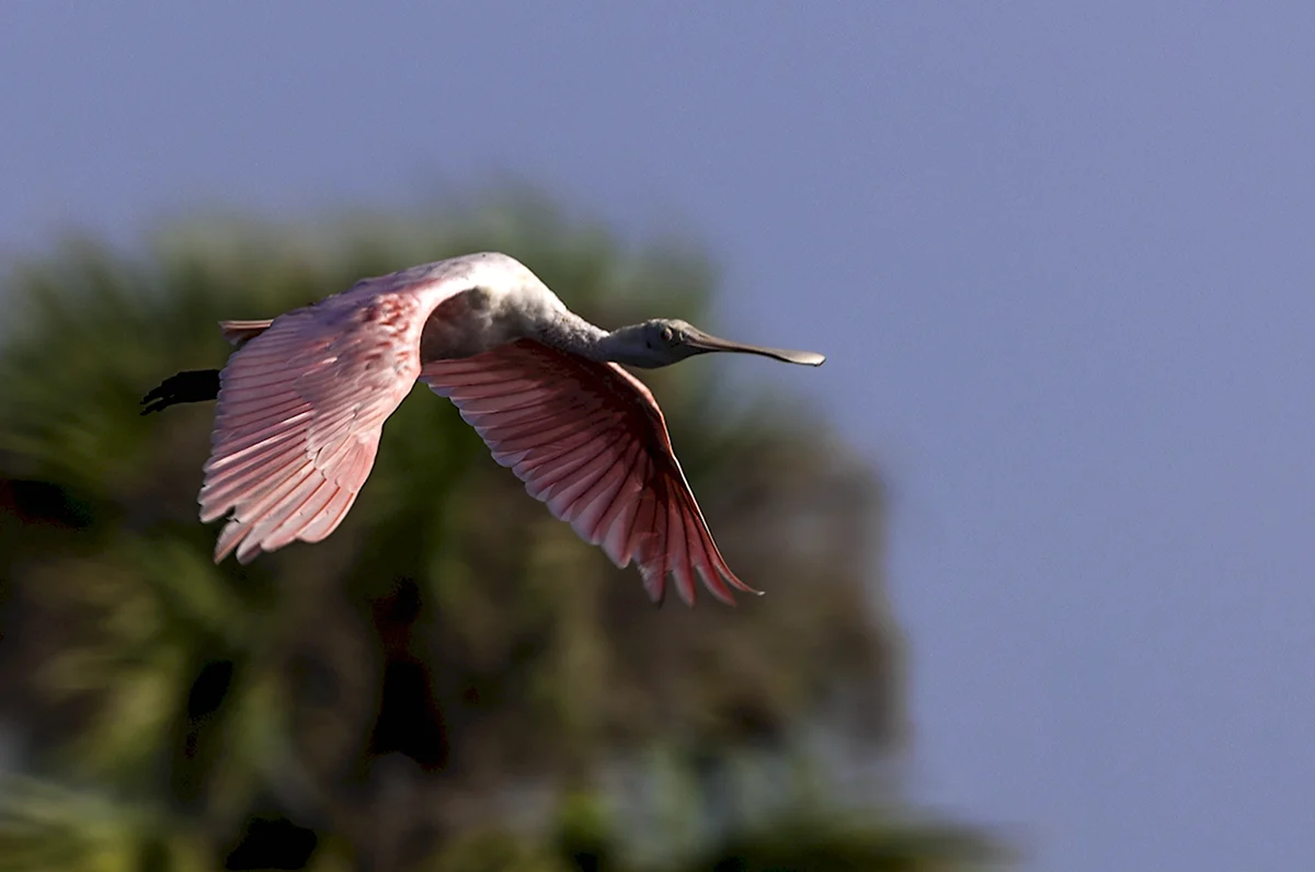 Розовая птица летит