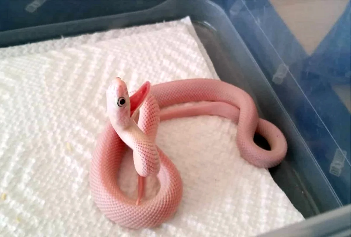 Розовые змеи