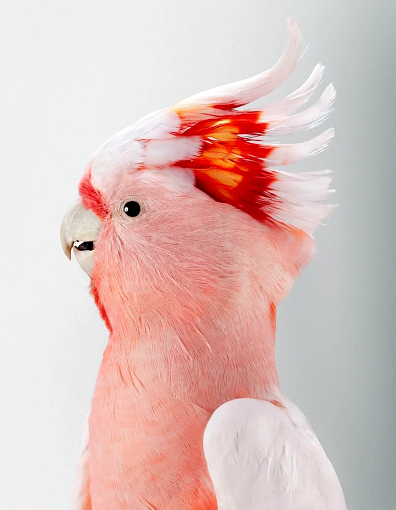 Розовый Какаду птица