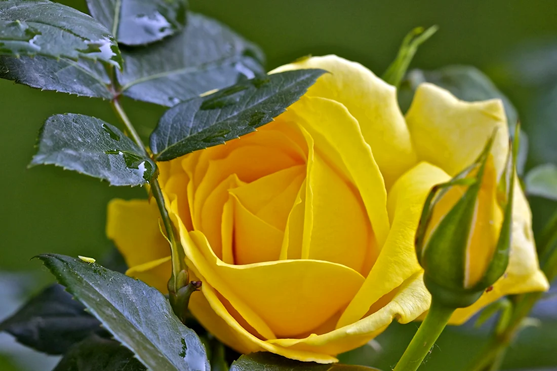 Розы дамасские желтые