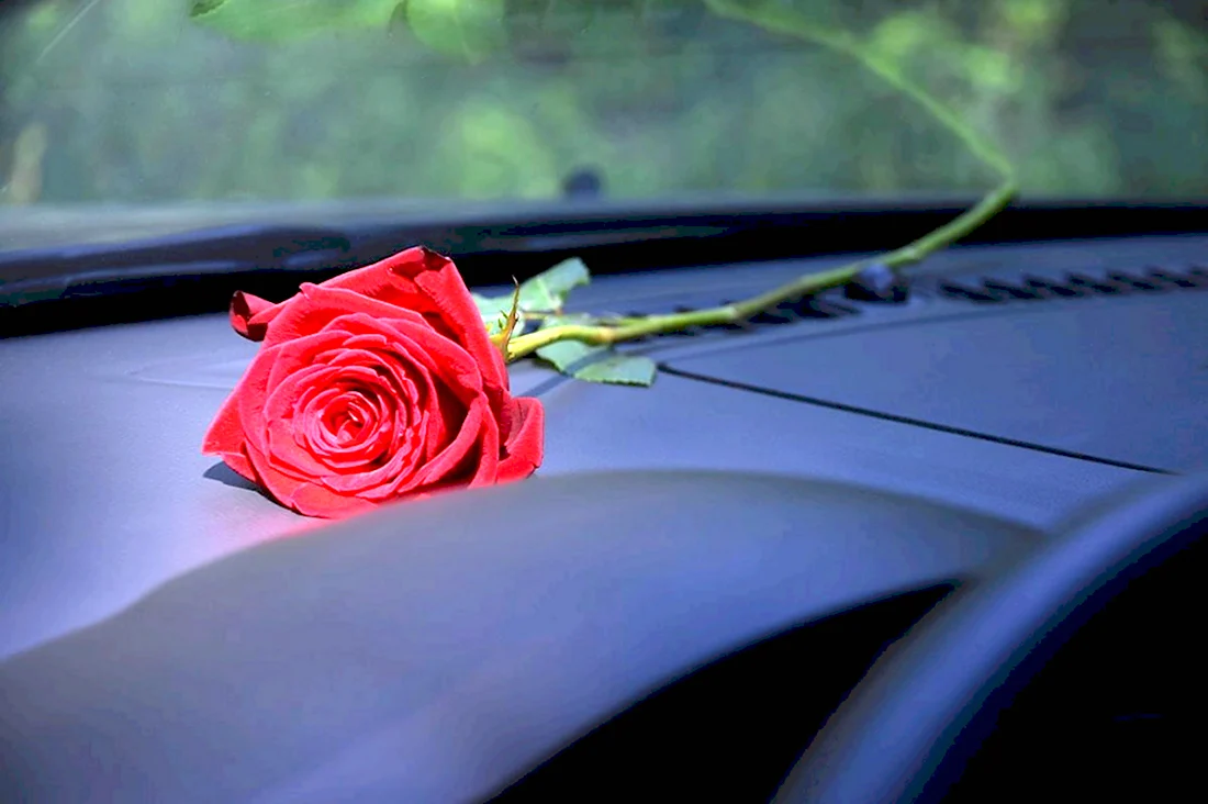 Розы на капоте машины