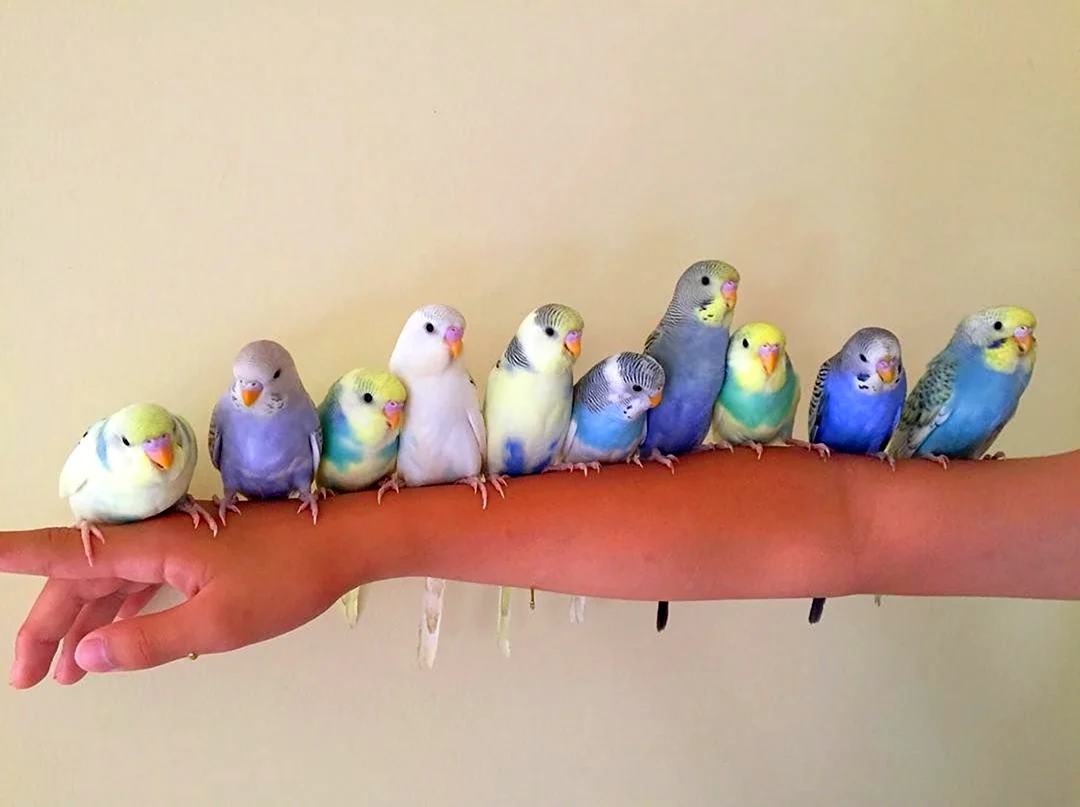 Ручные попугайчики милые