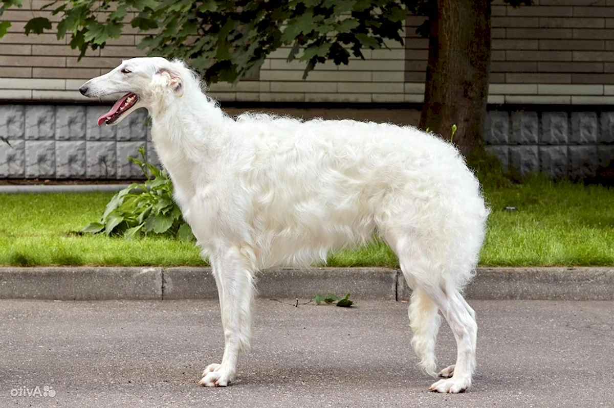 Русская борзая белая щенок