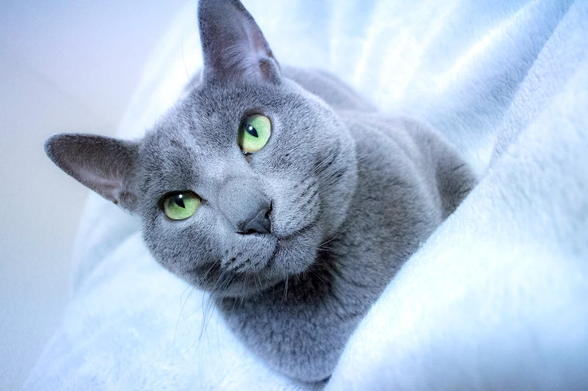 Русская голубая короткошерстная кошка