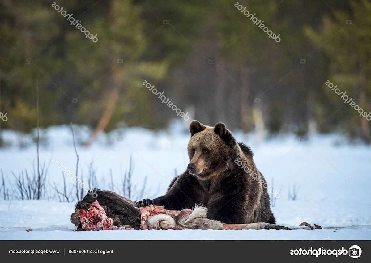 Русский медведь проснулся после спячки