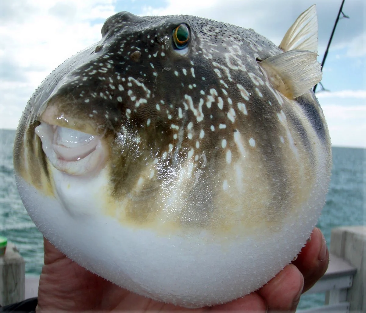 Рыба Pufferfish