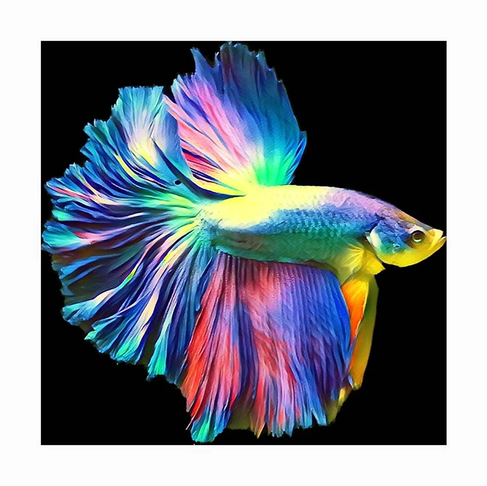 Рыбка петушок Бетта многоцветный