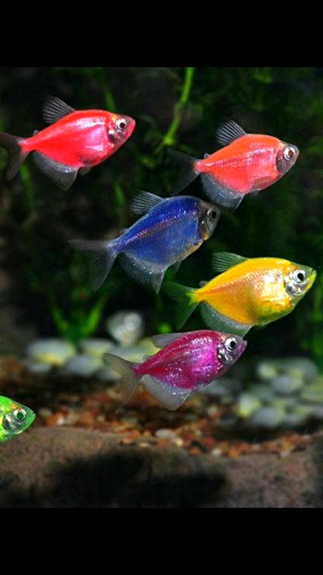 Рыбки Тернеция гло