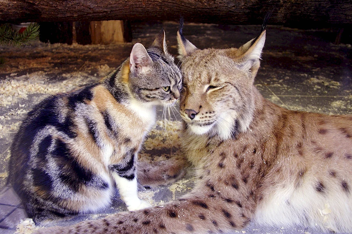 Рысь Линда и кошка Дуся Ленинградский зоопарк