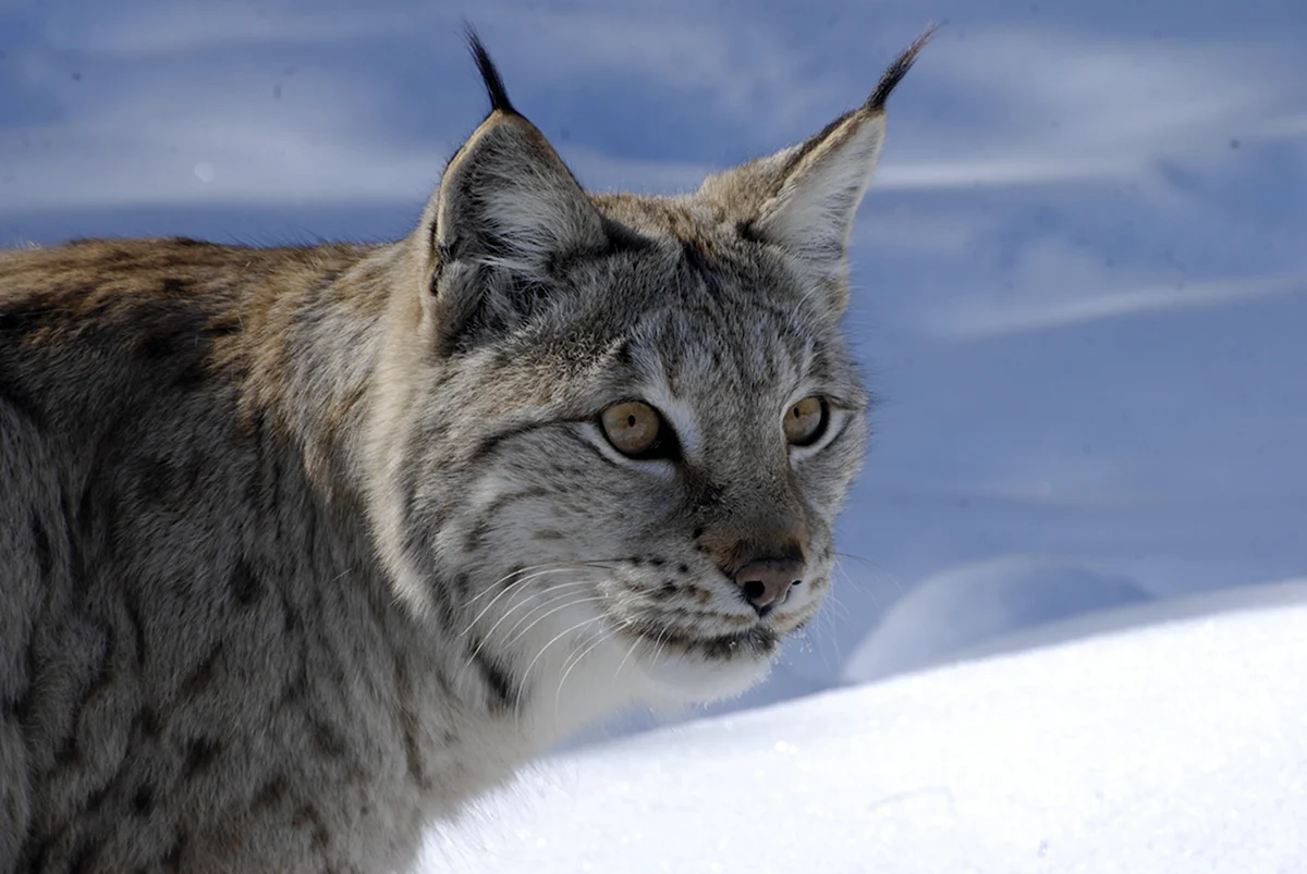 Рысь - Lynx Lynx Linnaeus 1758