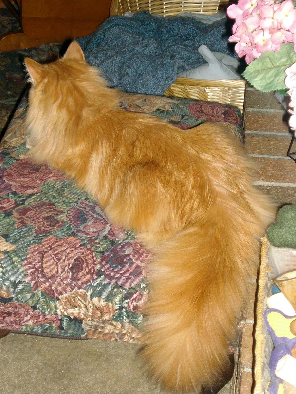 Рыжая кошка с пушистым хвостом
