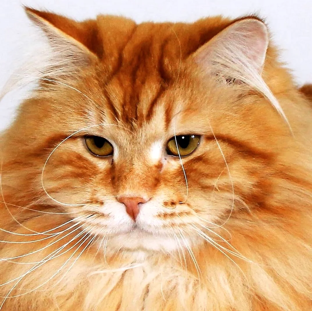 Рыжий длинношерстный Сибирский кот