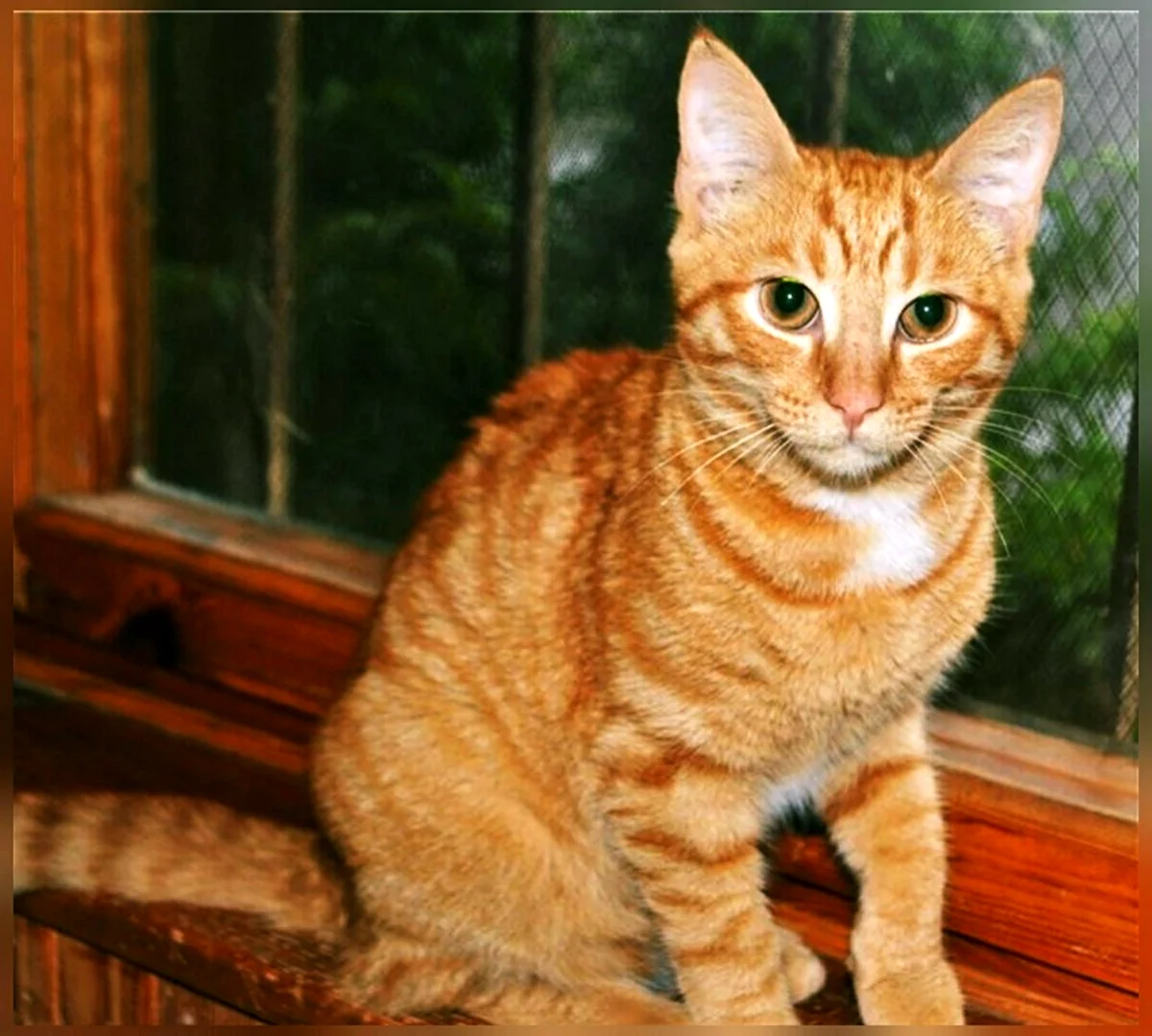 Рыжий гладкошерстный кот порода
