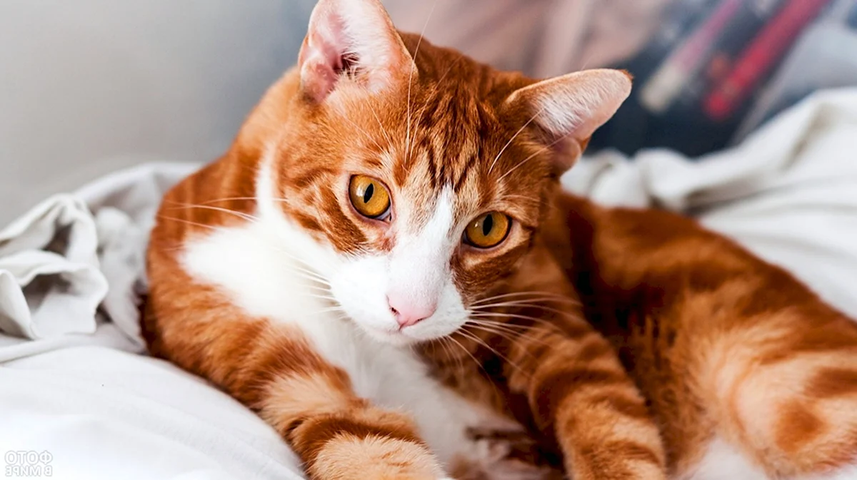 Рыжий гладкошерстный полосатый кот порода