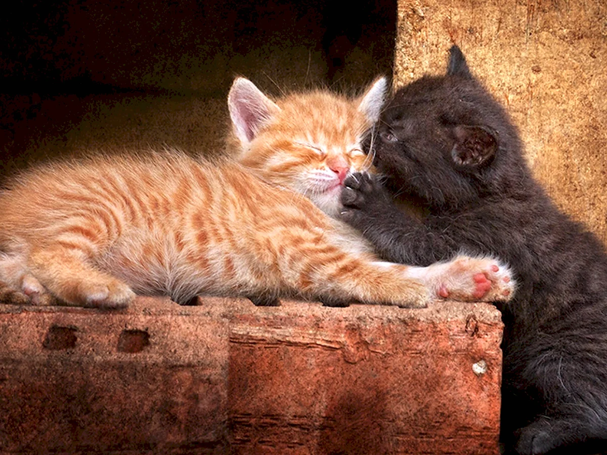 Рыжий и черный кот