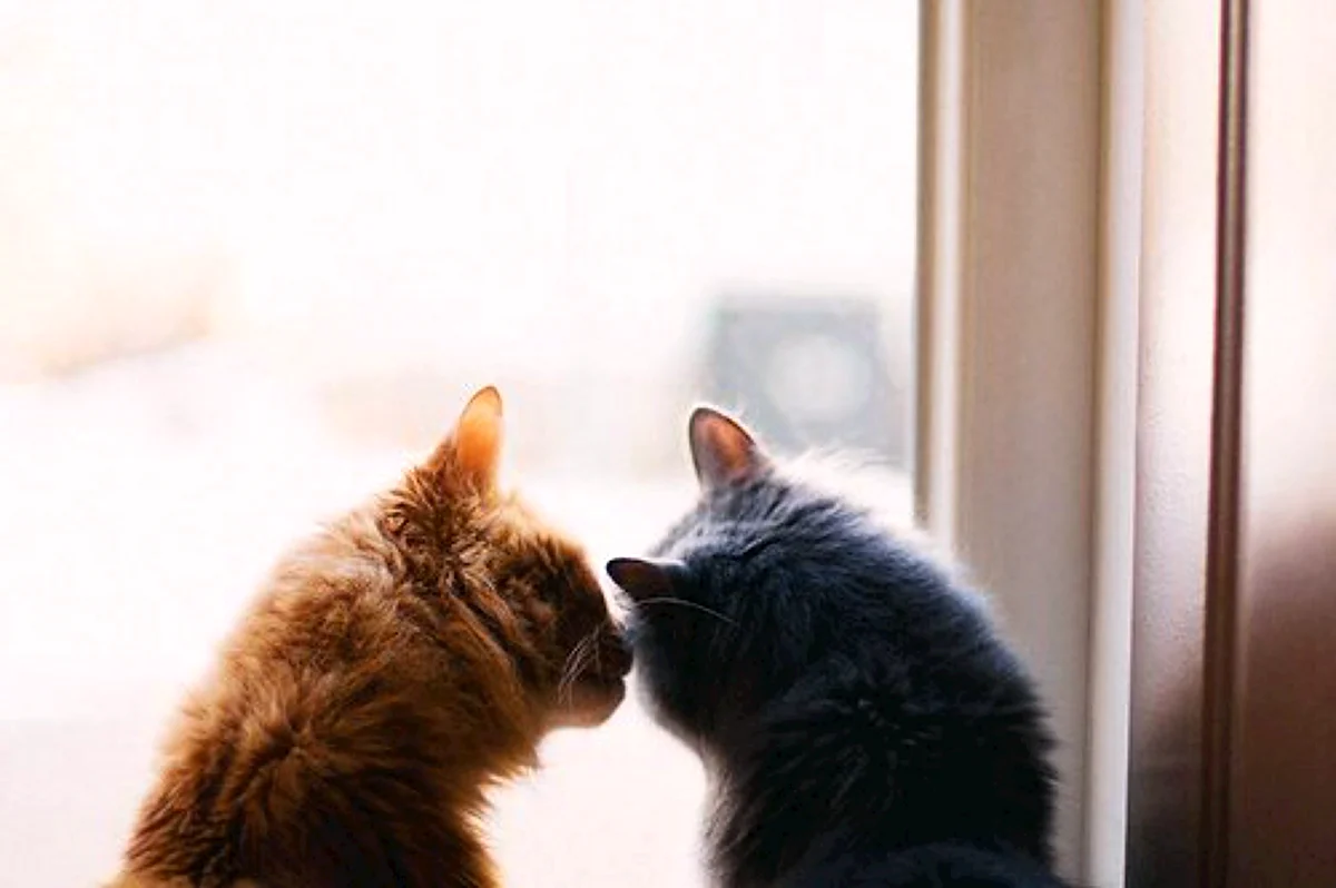 Рыжий и серый кот