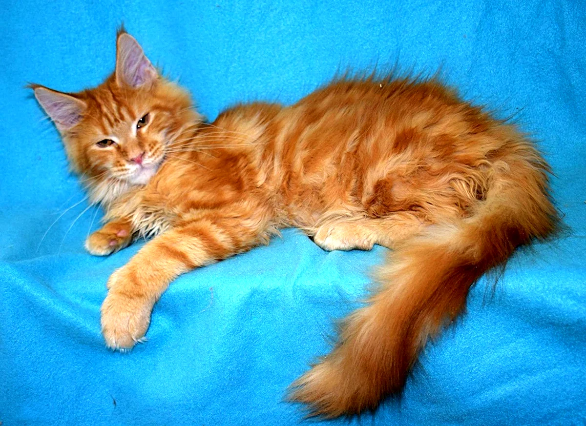 Рыжий кот метис Мейн куна