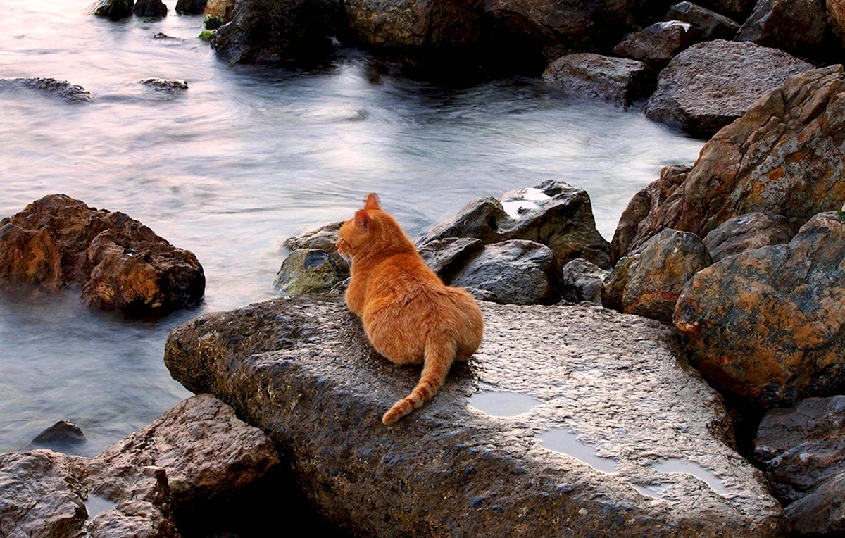 Рыжий кот на пляже