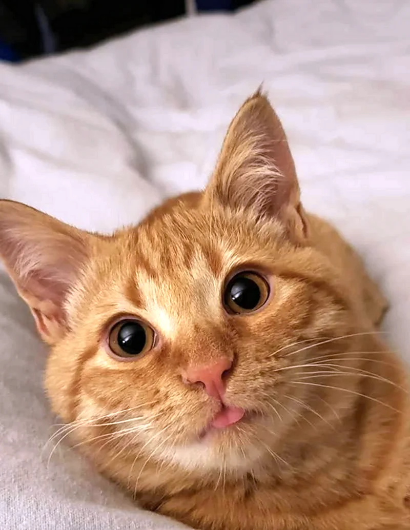 Рыжий кот с языком