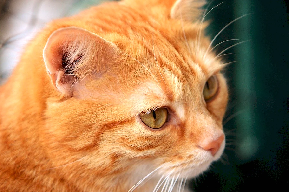 Рыжий кот с оранжевыми глазами