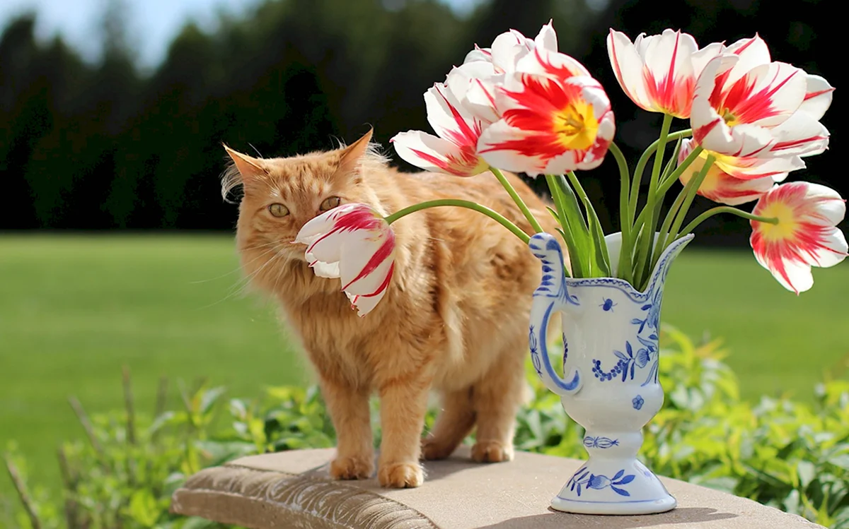 Рыжий кот с тюльпанами
