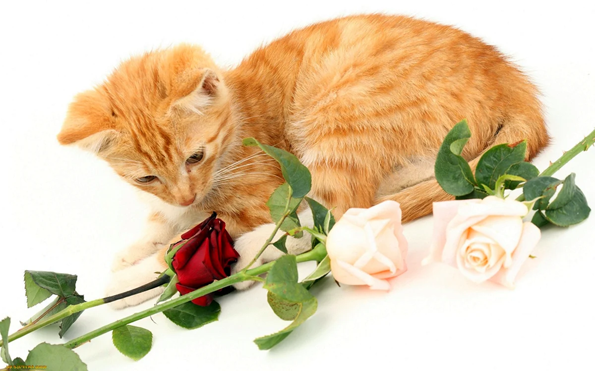 Рыжий кот с цветами