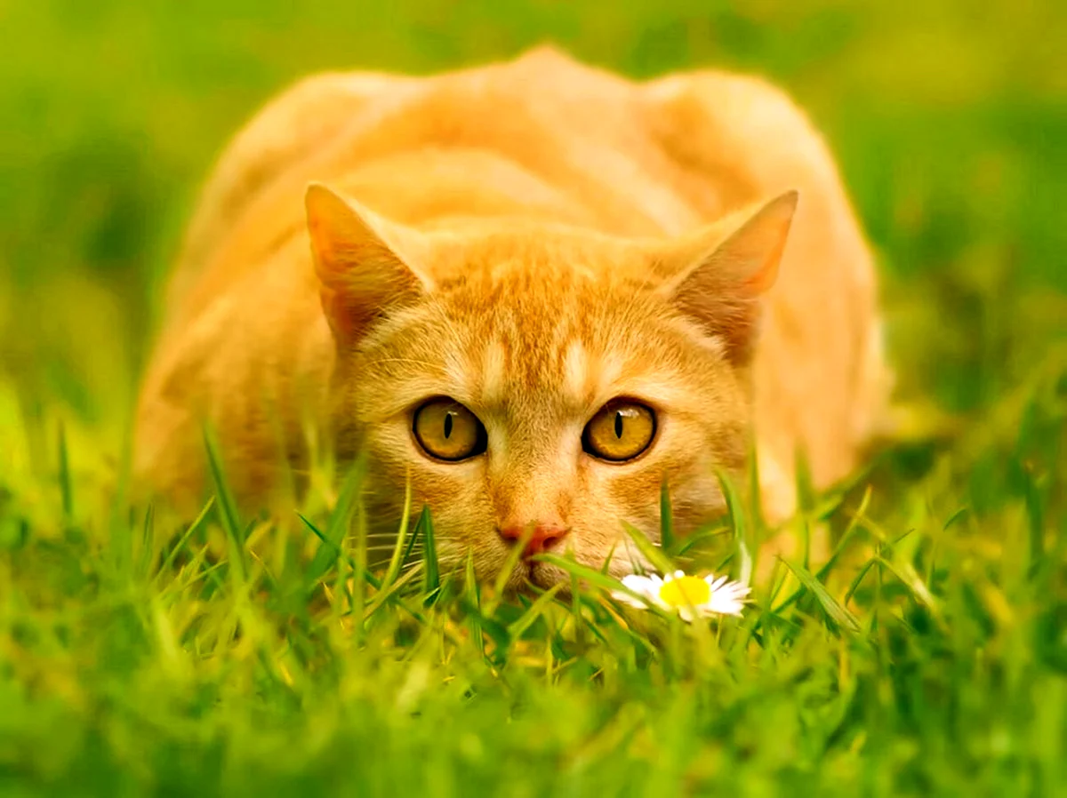 Рыжий кот с желтыми глазами