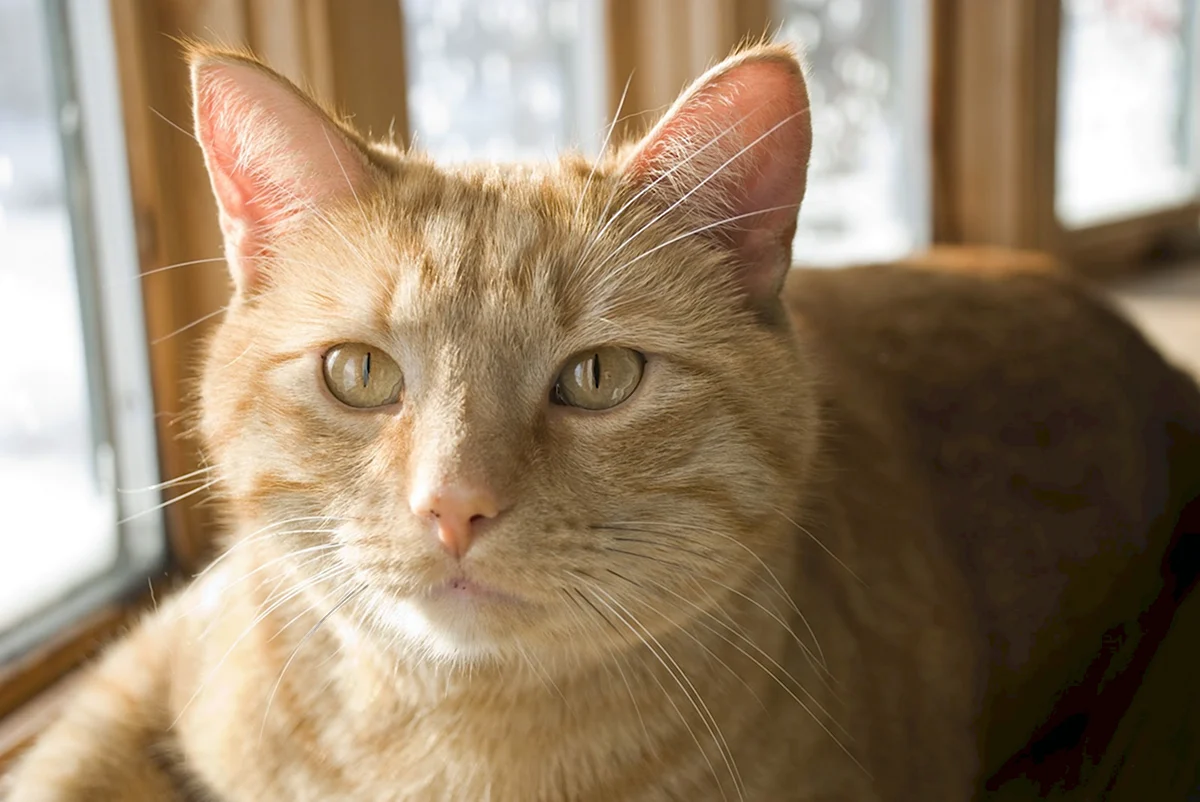 Рыжий кот с жёлтыми глазами с косоглазием