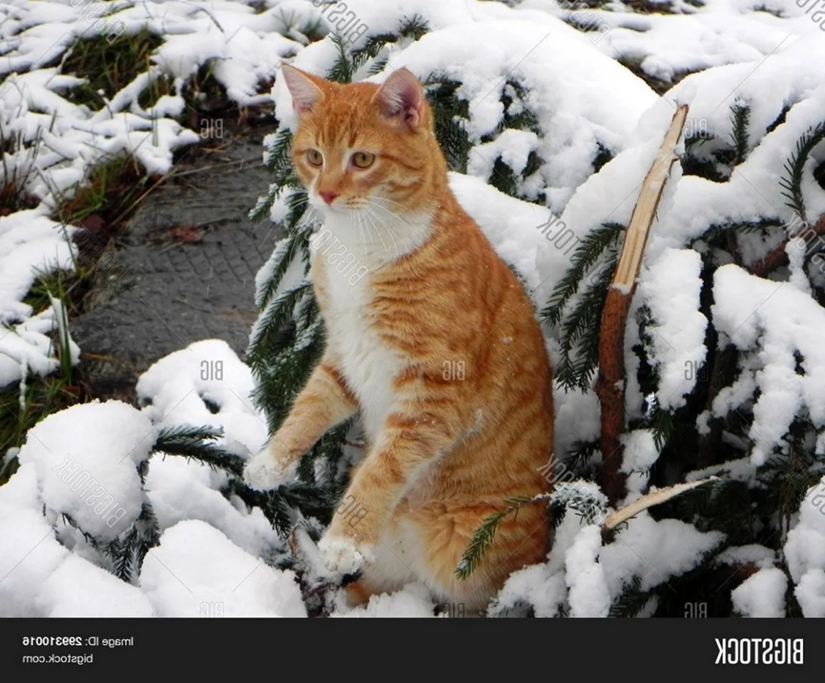 Рыжий кот в Снежном лесу