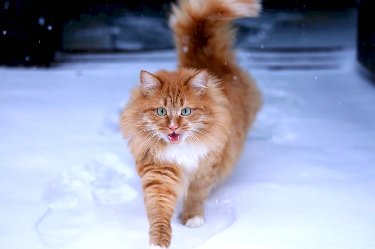 Рыжий кот зимой