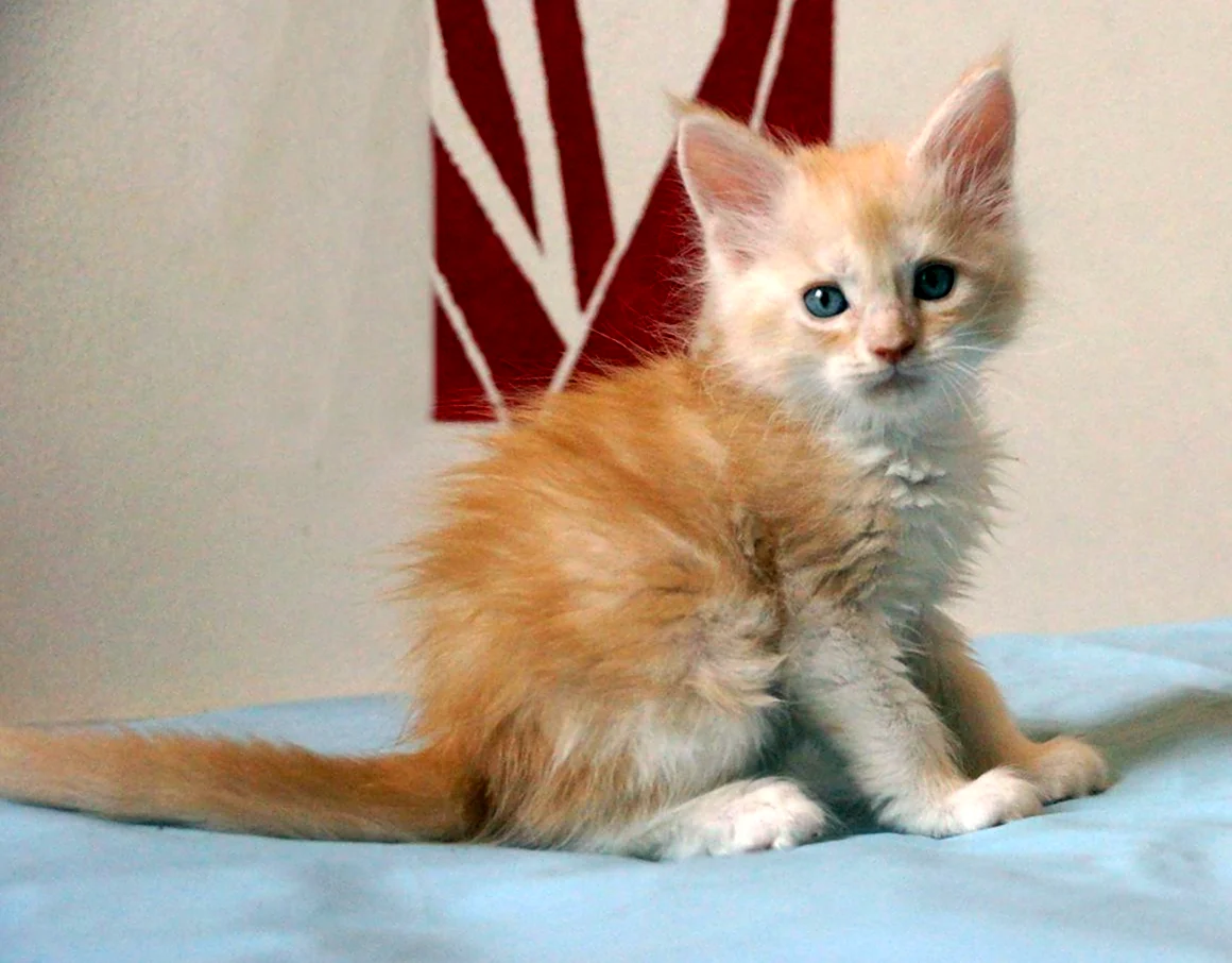 Рыжий котёнок Мейн куна 1 месяц